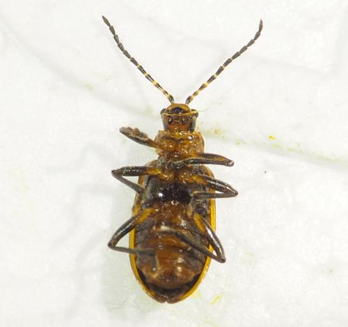 Neolochmaea dilatipennis
